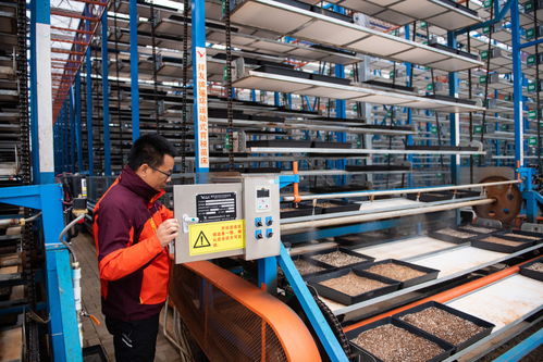 湖南江南生態(tài)農(nóng)業(yè)科技開發(fā)負(fù)責(zé)人薛永強(qiáng) 苗床調(diào)試與現(xiàn)代農(nóng)業(yè)租賃服務(wù)