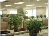 武漢植物租賃 如何選擇最適合您的辦公綠植
